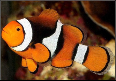 True Percula Onix - Foto ilustrativa