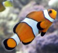 Ocellaris - Foto Real