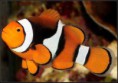 True Percula Onix - Foto ilustrativa