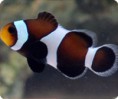 Black Ocellaris - Foto Real